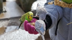 Mint egy hullámos papagáj etetése, amely egy papagájot eszik